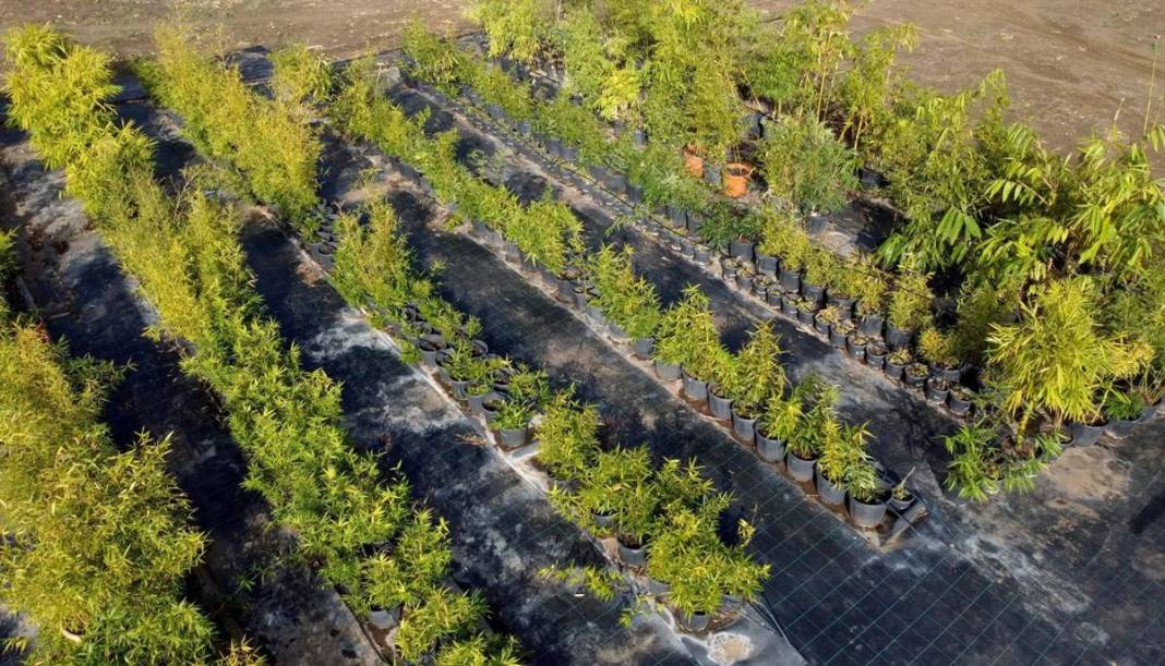 Balkonda eğlencesine yetiştirmeye başlamıştı, şimdi dev fidanlık kurdu! Paraya para demiyor, nereden nereye... 12